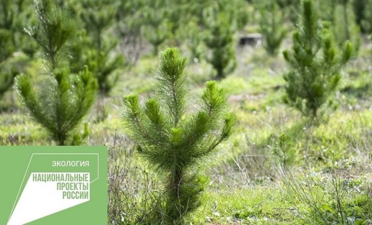 На территории Грозненского лесничества проведено искусственное лесовосстановление на площади 5 га