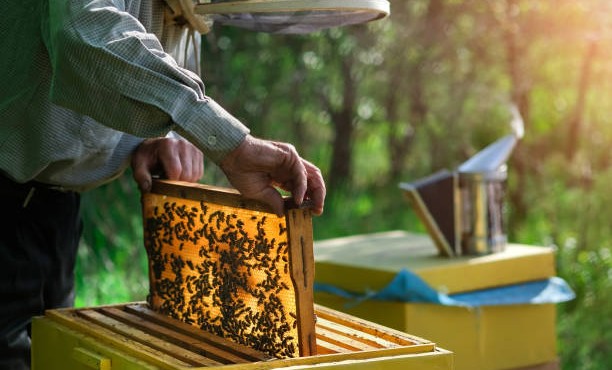 Россельхознадзор запустил «Портал пчеловода» для защиты пчел от обработок пестицидами