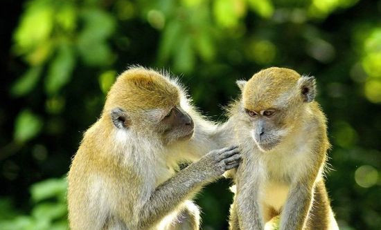 Первый случай заражения оспой обезьян подтвердили в Грузии
