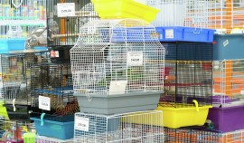 В Госдуме предложили запретить продажу животных через зоомагазины и птичьи рынки
