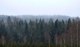 790 гектаров леса восстановлено в Чеченской Республике в 2025 году