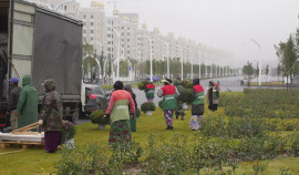 Ко Дню города Грозный украсит 130 тысяч цветов