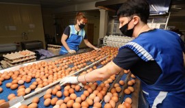 Производители мяса птицы и яиц договорились о сдерживании цен в России