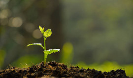 Россельхознадзор проконтролировал ввоз 16 тысяч турецких саженцев в ЧР