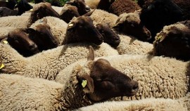 От мечты к реальности: фермер Ислам Байсаров развивает овцеводство в Чеченской Республике