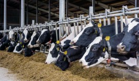 Ввоз 1,7 тыс. животных и 10 тонн подкарантинной продукции в ЧР признан незаконным