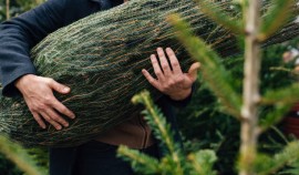 В России работают пункты приема новогодних елок