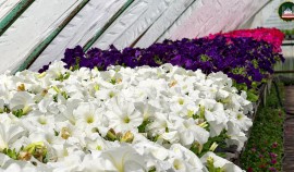 В 2026 году Грозный украсят более 450 тысяч цветов