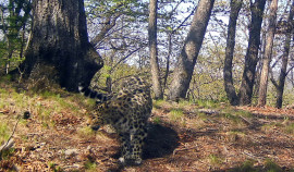 ВТБ ищет имя для котёнка леопарда