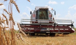 В ЧР собрали рекордные 525 тысяч тонн урожая зерновых и зернобобовых культур в 2021 году
