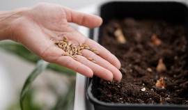 Россельхознадзор выявил 52 нарушения в сфере семеноводства в Чеченской Республике в 2025 году