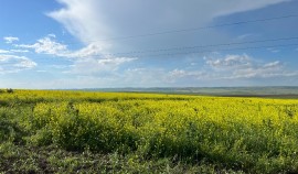 Россельхознадзор выявил неиспользование сельхозугодий в Грозненском районе Чеченской Республики
