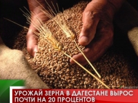 Урожай зерна в Дагестане вырос почти на 20 процентов