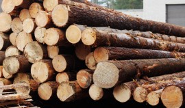 В Чеченской Республике за январь выявлено 35 нарушений при ввозе подкарантинной продукции