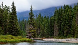 Фонд «Экология» РСХБ реализует проект по спасению лесов до конца 2024 года