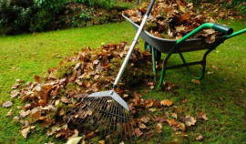 Экологические акции по очистке и восстановлению лесов проходят в Чеченской Республике