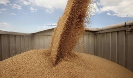 Россельхознадзор выявил нарушения при декларировании зерна на сумму 14,6 тыс. тонн