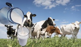 В Роспотребнадзоре предупредили об опасности заражения бруцеллезом