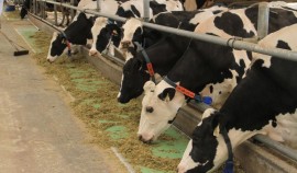 Биологи выявили роль селена в продуктивности сельскохозяйственных животных