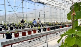 Ученые университета занялись разработкой технологий выращивания растений в рамках нацпроекта