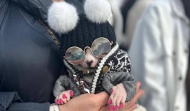 Пандора завоевала титул самого стильного кота Чеченской Республики