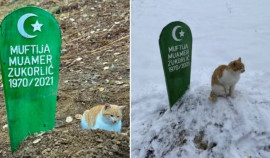В Сербии верный кот не покидает могилу своего хозяина после его смерти