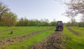 На территории Наурского лесничества проводятся работы по агротехническому уходу