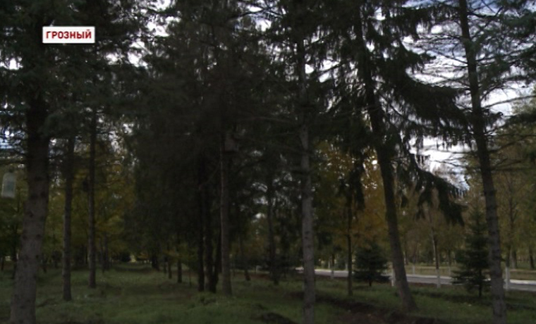В Чечне активно реализуется программа лесовосстановления 	