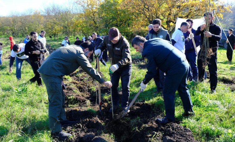 В Грозненском лесничестве высадили 6 тысяч саженцев ясеня и клена