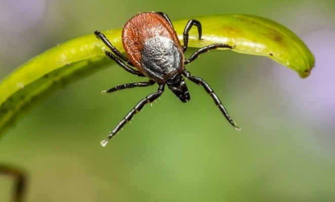 430 случаев клещевого энцефалита выявлено в России с начала года