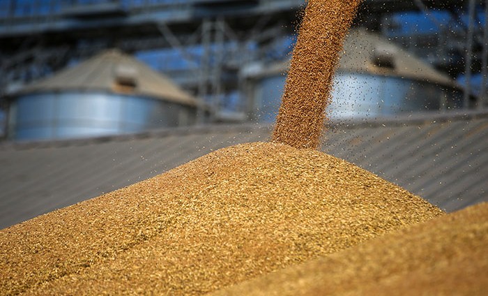 Россия столкнулась с резким снижением экспорта зерна