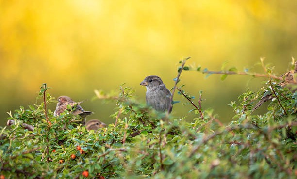 Волонтеры из Чеченской Республики примут участие во Всероссийской переписи воробьев