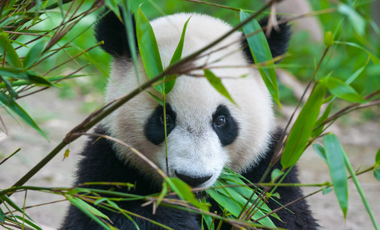В Конгрессе США предложили лишить Китай монополии на панд