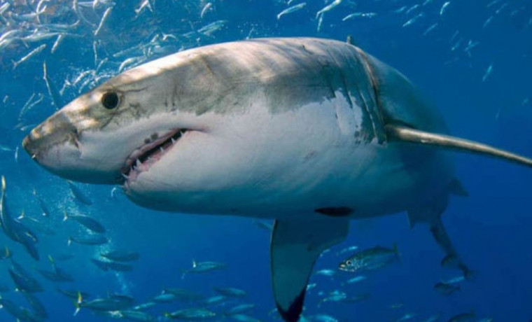 На пляжах Лазурного берега Франции появились голубые акулы