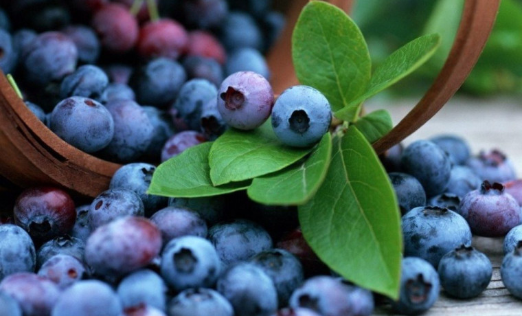 Морозоустойчивый сорт голубики вывели в России