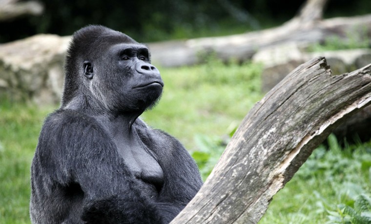 Первый в мире случай заражения горилл COVID-19 зарегистрирован в зоопарке Сан-Диего в США