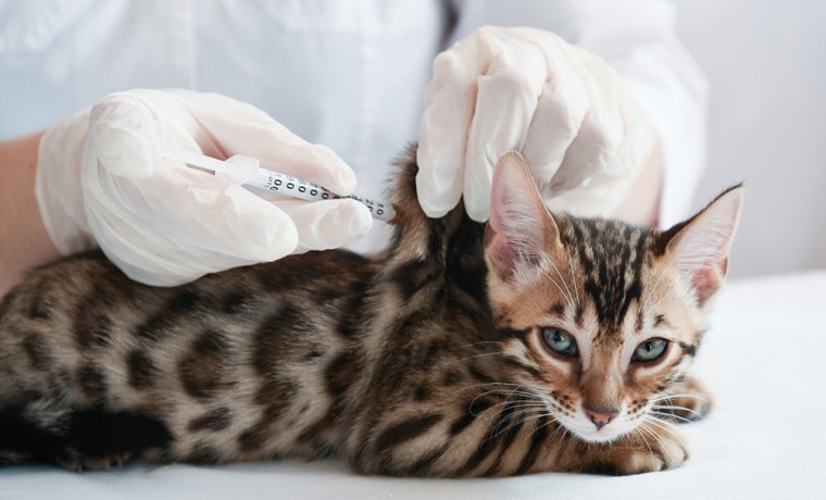 Россия зарегистрировала первую и единственную в мире вакцину против COVID-19 для животных