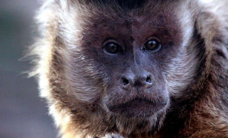 Случаев оспы обезьян в стране не выявили