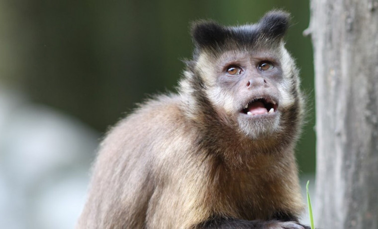 Роспотребнадзор  усилил контроль на границе из-за оспы обезьян