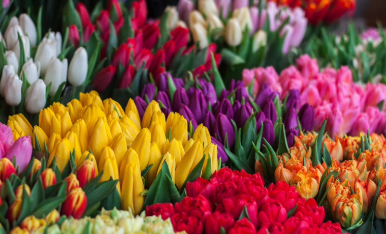 Россельхознадзор рассказал как правильно выбрать тюльпаны на 8 марта