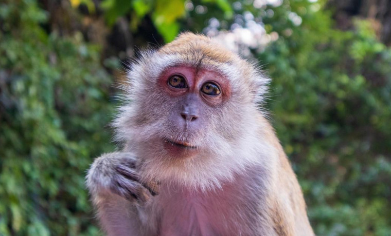 Первый случай оспы обезьян подтвердили в России