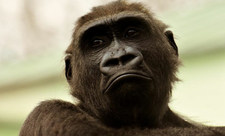 Минздрав Германии подтвердил четыре случая заболевания оспой обезьян в стране