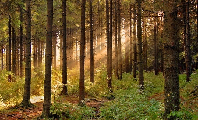 Патрулирование лесов усилили в ЧР